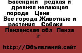 Басенджи - редкая и древняя нелающая порода › Цена ­ 50 000 - Все города Животные и растения » Собаки   . Пензенская обл.,Пенза г.